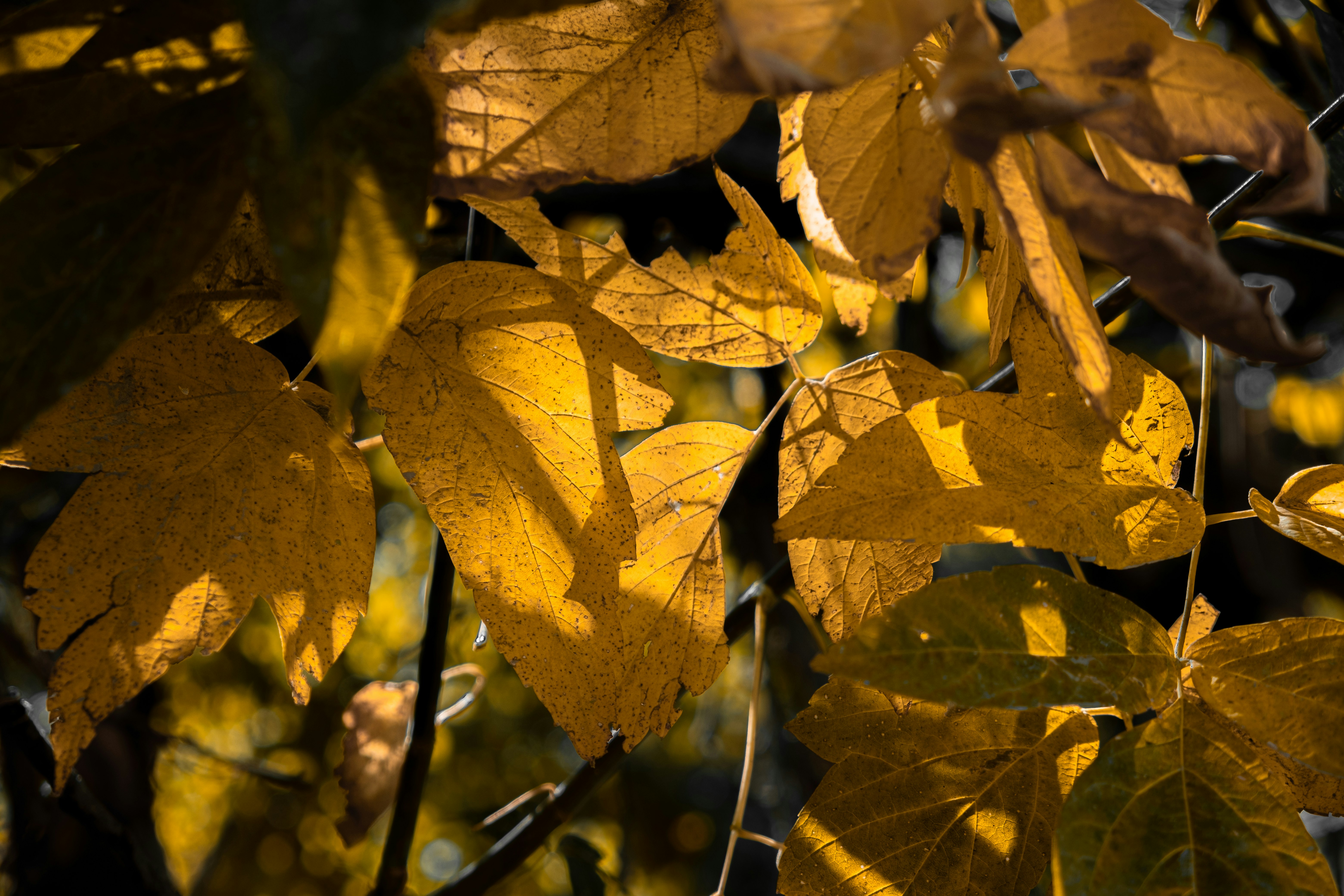 yellow leaves in tilt shift lens